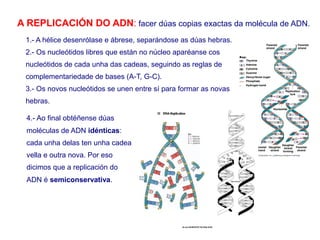 A REPLICACIÓN DO ADN: facer dúas copias exactas da molécula de ADN.
1.- A hélice desenrólase e ábrese, separándose as dúas hebras.
2.- Os nucleótidos libres que están no núcleo aparéanse cos
nucleótidos de cada unha das cadeas, seguindo as reglas de
complementariedade de bases (A-T, G-C).
3.- Os novos nucleótidos se unen entre sí para formar as novas
hebras.
4.- Ao final obtéñense dúas
moléculas de ADN idénticas:
cada unha delas ten unha cadea
vella e outra nova. Por eso
dicimos que a replicación do
ADN é semiconservativa.
 