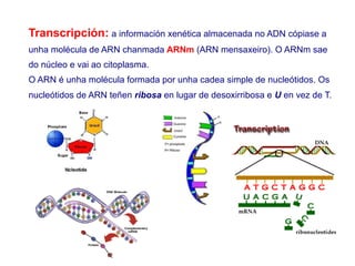 Transcripción: a información xenética almacenada no ADN cópiase a
unha molécula de ARN chanmada ARNm (ARN mensaxeiro). O ARNm sae
do núcleo e vai ao citoplasma.
O ARN é unha molécula formada por unha cadea simple de nucleótidos. Os
nucleótidos de ARN teñen ribosa en lugar de desoxirribosa e U en vez de T.
 