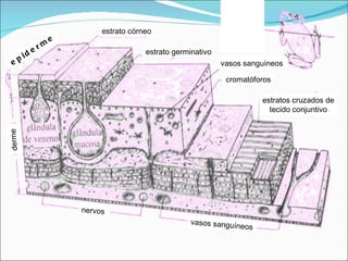 epiderme derme nervos vasos sanguíneos estrato córneo estrato germinativo cromatóforos estratos cruzados de tecido conjuntivo vasos sanguíneos 