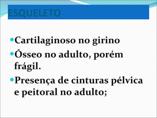 ESQUELETO Cartilaginoso no girino Ósseo no adulto, porém frágil. Presença de cinturas pélvica e peitoral no adulto; 