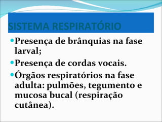 SISTEMA RESPIRATÓRIO Presença de brânquias na fase larval; Presença de cordas vocais. Órgãos respiratórios na fase adulta: pulmões, tegumento e mucosa bucal (respiração cutânea). 