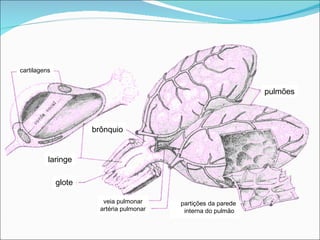 brônquio laringe glote pulmões cartilagens veia pulmonar artéria pulmonar partições da parede  interna do pulmão 