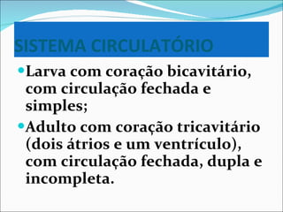 SISTEMA CIRCULATÓRIO Larva com coração bicavitário, com circulação fechada e simples; Adulto com coração tricavitário (dois átrios e um ventrículo), com circulação fechada, dupla e incompleta. 