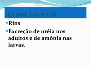 SISTEMA EXCRETOR Rins Excreção de uréia nos adultos e de amônia nas larvas. 