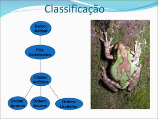 Classificação   Ordem: Anuros Classe: Anfíbios Filo: Vertebrados Reino: Animal Ordem: Apodes Ordem: Urodelos 