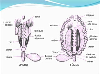 aorta testículo ductos eferentes rim ureter cloaca corpo  adiposo bexiga urinária MACHO FÊMEA oviduto ovário “ útero” ureter ureter rim esôfago veia  pós-cava glândula adrenal aberturas  do oviduto 