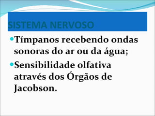 SISTEMA NERVOSO Tímpanos recebendo ondas sonoras do ar ou da água; Sensibilidade olfativa através dos Órgãos de Jacobson. 