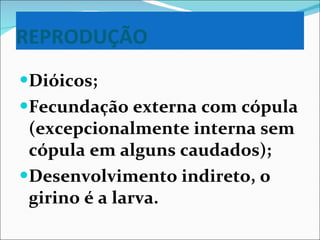 REPRODUÇÃO Dióicos; Fecundação externa com cópula (excepcionalmente interna sem cópula em alguns caudados); Desenvolvimento indireto, o girino é a larva. 