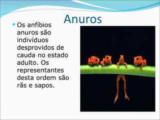 Anuros Os anfíbios anuros são indivíduos desprovidos de cauda no estado adulto. Os representantes desta ordem são rãs e sapos. 