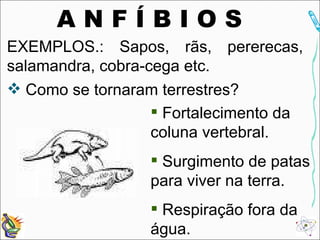 Como se tornaram terrestres? A N F Í B I O S   Fortalecimento da coluna vertebral. Surgimento de patas para viver na terra. Respiração fora da água. EXEMPLOS.: Sapos, rãs, pererecas, salamandra, cobra-cega etc. 