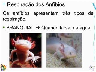 Respiração dos Anfíbios Os anfíbios apresentam três tipos de respiração. BRANQUIAL    Quando larva, na água. 