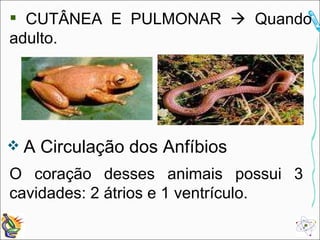 CUTÂNEA E PULMONAR    Quando adulto. A Circulação dos Anfíbios O coração desses animais possui 3 cavidades: 2 átrios e 1 ventrículo. 