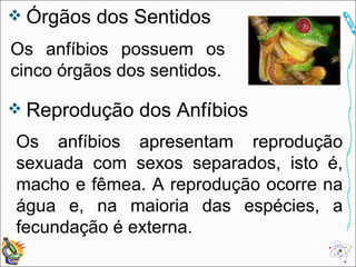 Órgãos dos Sentidos Os anfíbios possuem os cinco órgãos dos sentidos. Reprodução dos Anfíbios Os anfíbios apresentam reprodução sexuada com sexos separados, isto é, macho e fêmea. A reprodução ocorre na água e, na maioria das espécies, a fecundação é externa. 