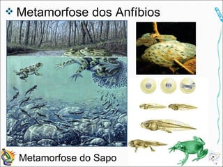 Metamorfose dos Anfíbios Metamorfose do Sapo 