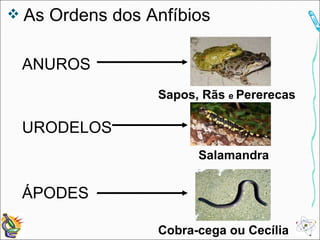 As Ordens dos Anfíbios ANUROS URODELOS ÁPODES Cobra-cega ou Cecília Sapos, Rãs  e  Pererecas Salamandra 