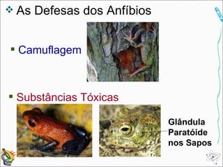 As Defesas dos Anfíbios Camuflagem Substâncias Tóxicas Glândula Paratóide nos Sapos 