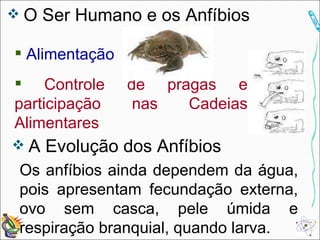 O Ser Humano e os Anfíbios Alimentação Controle de pragas e participação nas Cadeias Alimentares A Evolução dos Anfíbios Os anfíbios ainda dependem da água, pois apresentam fecundação externa, ovo sem casca, pele úmida e respiração branquial, quando larva. 