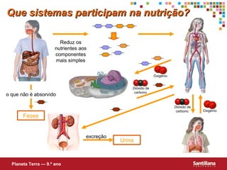 Que sistemas participam na nutrição?
Reduz os
nutrientes aos
componentes
mais simples
Oxigénio
Dióxido de
carbono

o que não é absorvido

Dióxido de
carbono

Fezes

excreção

Planeta Terra — 9.º ano

Urina

Oxigénio

 
