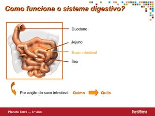 Como funciona o sistema digestivo?
Duodeno
Jejuno
Suco intestinal
Íleo

Por acção do suco intestinal: Quimo

Planeta Terra — 9.º ano

Quilo

 