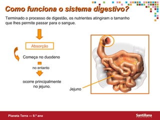 Como funciona o sistema digestivo?
Terminado o processo de digestão, os nutrientes atingiram o tamanho
que lhes permite passar para o sangue.

Absorção
Começa no duodeno
no entanto

ocorre principalmente
no jejuno.

Planeta Terra — 9.º ano

Jejuno

 