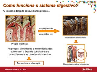Como funciona o sistema digestivo?
O intestino delgado possui muitas pregas...

as pregas são
revestidas por
Vilosidades intestinais
Pregas intestinais

As pregas, vilosidades e microvilosidades
aumentam a área de contacto entre
os nutrientes e as paredes do intestino.

Aumentam a absorção
Planeta Terra — 9.º ano

Microvilosidades intestinais

 