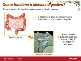 Como funciona o sistema digestivo?
As substâncias não digeridas passam para o intestino grosso.

É absorvida a água e os sais minerais
não absorvidos no intestino delgado.

Responsáveis
pela formação das
fezes e produção
de algumas
vitaminas.

Intestino grosso

Bactérias intestinais
Planeta Terra — 9.º ano

 