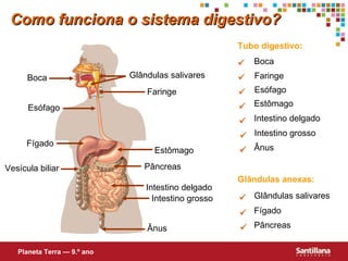 Como funciona o sistema digestivo? Tubo digestivo: Glândulas anexas: Glândulas salivares Fígado Pâncreas Boca Esófago Estômago Intestino delgado Intestino grosso Ânus Vesícula biliar Faringe Planeta Terra — 9.º ano  Glândulas salivares  Fígado  Pâncreas  Boca  Esófago  Estômago  Intestino delgado  Intestino grosso  Ânus  Faringe 