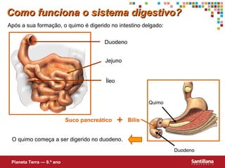 Após a sua formação, o quimo é digerido no intestino delgado: Duodeno Jejuno Íleo O quimo começa a ser digerido no duodeno. Bílis Suco   pancreático + Como funciona o sistema digestivo? Planeta Terra — 9.º ano Quimo Duodeno 