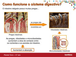 O intestino delgado possui muitas pregas... Vilosidades intestinais Microvilosidades intestinais Pregas intestinais As pregas, vilosidades e microvilosidades aumentam a área de contacto entre  os nutrientes e as paredes do intestino. Aumentam a absorção Como funciona o sistema digestivo? Planeta Terra — 9.º ano as pregas são revestidas por 