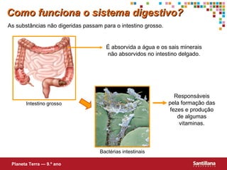 As substâncias não digeridas passam para o intestino grosso. Intestino grosso É absorvida a água e os sais minerais não absorvidos no intestino delgado. Responsáveis pela formação das fezes e produção de algumas vitaminas. Como funciona o sistema digestivo? Planeta Terra — 9.º ano Bactérias intestinais 