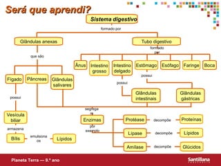 Será que aprendi? Tubo digestivo Glândulas gástricas Ânus Fígado Glândulas anexas Intestino delgado Esófago Boca Glândulas intestinais Glândulas salivares Enzimas Am í lase Prot é ase L í pase Pâncreas Vesícula biliar Bílis Lípidos Intestino grosso Estômago Faringe Proteínas Lípidos Glúcidos Sistema   digestivo Planeta Terra — 9.º ano formado por que são por exemplo armazena emulsiona os formado por possui possui segregam decompõe  possui decompõe  decompõe 