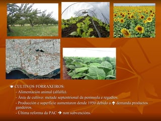    CULTIVOS FORRAXEIROS:  - Alimentación animal (alfalfa). - Área de cultivo: metade septentrional da península e regadíos. - Producción e superficie aumentaron dende 1950 debido a    demanda productos gandeiros. - Última reforma da PAC    non subvencións. 
