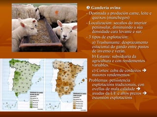    Gandería ovina : - Destinada a produción carne, leite e queixos (manchegos) - Localización: secaños do interior peninsular, diminuindo a súa densidade cara levante e sur. - 3 tipos de explotación: a) Trashumante: desprazamento estacional do gando entre pastos de inverno e verán. b) Estante: subsidiaria da agricultura e con rendementos variables. c) Cortes: ceba de cordeiros    maiores rendementos. - Problemas: persistencia explotacións tradicionais, con ovellas de mala calidade    axudas da UE e altos prezos    extensión explotacións 