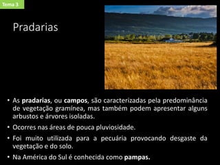 Pradarias
• As pradarias, ou campos, são caracterizadas pela predominância
de vegetação gramínea, mas também podem apresentar alguns
arbustos e árvores isoladas.
• Ocorres nas áreas de pouca pluviosidade.
• Foi muito utilizada para a pecuária provocando desgaste da
vegetação e do solo.
• Na América do Sul é conhecida como pampas.
Tema 3
 