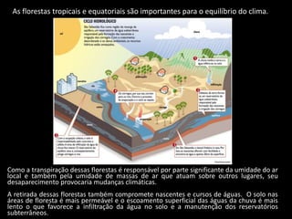 As florestas tropicais e equatoriais são importantes para o equilíbrio do clima.
Como a transpiração dessas florestas é responsável por parte significante da umidade do ar
local e também pela umidade de massas de ar que atuam sobre outros lugares, seu
desaparecimento provocaria mudanças climáticas.
A retirada dessas florestas também compromete nascentes e cursos de águas. O solo nas
áreas de floresta é mais permeável e o escoamento superficial das águas da chuva é mais
lento o que favorece a infiltração da água no solo e a manutenção dos reservatórios
subterrâneos.
 