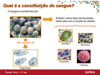 Qual é a constituição do sangue? O sangue é constituído por: Planeta Terra — 9.º ano Existem vários tipos de leucócitos, todos eles com a função de defesa. são capazes de Monócitos Fagocitose Linfócitos Neutrófilos Basófilos 
