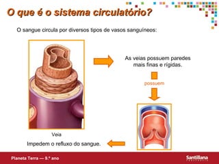 O sangue circula por diversos tipos de vasos sanguíneos: As veias possuem paredes mais finas e rígidas. Impedem o refluxo do sangue. O que é o sistema circulat ório ? Planeta Terra — 9.º ano possuem Veia 
