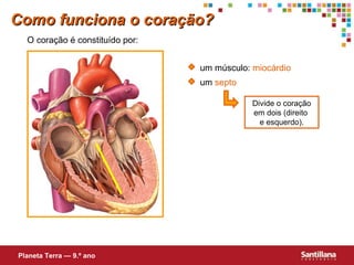 Como funciona o coração? Divide o coração em dois (direito  e esquerdo). O coração é constituído por: Planeta Terra — 9.º ano um músculo:  miocárdio um  septo 