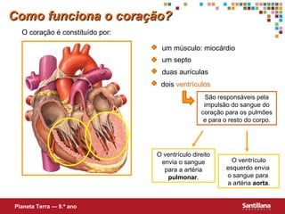 S ão r esponsáveis pela impulsão do sangue do coração para os pulmões e para o resto do corpo. O ventrículo direito envia o sangue para a artéria  pulmonar . O ventrículo esquerdo envia  o sangue para  a artéria  aorta . Como funciona o coração? duas aurículas um septo O coração é constituído por: um músculo: miocárdio Planeta Terra — 9.º ano dois  ventrículos 