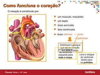 —  aorta Distribuem o sangue que sai do coração  por todo o corpo. Leva o sangue  do ventrículo esquerdo para  todo o corpo . Leva o sangue do ventrículo direito para  os  pulmões . Como funciona o coração? duas aurículas dois ventrículos um septo —  pulmonar O coração é constituído por: um músculo: miocárdio Planeta Terra — 9.º ano duas  artérias : 