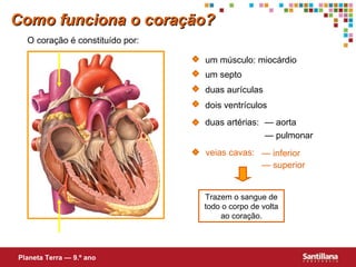 —  superior Como funciona o coração? duas aurículas dois ventrículos um septo duas artérias: — aorta — pulmonar —  inferior O coração é constituído por: um músculo: miocárdio Planeta Terra — 9.º ano Trazem o sangue de todo o corpo de volta ao coração. veias cavas: 