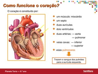 Trazem o sangue dos pulmões para a aurícula esquerda. Como funciona o coração? duas aurículas dois ventrículos um septo duas artérias: — aorta — pulmonar veias cavas: — inferior — superior O coração é constituído por: um músculo: miocárdio Planeta Terra — 9.º ano veias  pulmonares 