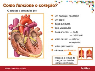 um septo dois ventrículos duas artérias: — pulmonar — superior veias pulmonares Impedem o refluxo do sangue das artérias para os ventrículos. Como funciona o coração? duas aurículas — aorta veias cavas: — inferior O coração é constituído por: um músculo: miocárdio Planeta Terra — 9.º ano válvulas  semilunares 