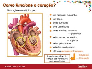 duas aurículas dois ventrículos um septo duas artérias: — aorta — pulmonar veias cavas: veias pulmonares — inferior — superior válvulas semilunares —  bicúspide —  tricúspide Impedem o refluxo do sangue dos ventrículos para as aurículas. O coração é constituído por: Como funciona o coração? um músculo: miocárdio Planeta Terra — 9.º ano válvulas  auriculoventriculares: 