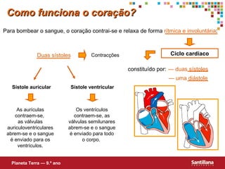 Para bombear o sangue, o coração contrai-se e relaxa de forma  rítmica e involuntária : Ciclo cardíaco constituído por: —  duas sístoles —  uma diástole Duas sístoles Contracções Sístole auricular Sístole ventricular As aurículas contraem-se,  as válvulas auriculoventriculares abrem-se e o sangue é enviado para os ventrículos. Os ventrículos contraem-se, as válvulas semilunares abrem-se e o sangue é enviado para todo o corpo.  Como funciona o coração? Planeta Terra — 9.º ano 