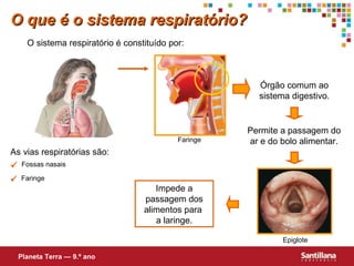  Fossas nasais As vias respiratórias são: Impede a passagem dos alimentos para  a laringe. Permite a passagem do ar e do bolo alimentar. O que é o sistema respiratório? O sistema respiratório é constituído por: Epiglote Planeta Terra — 9.º ano  Faringe Órgão comum ao sistema digestivo. Faringe  