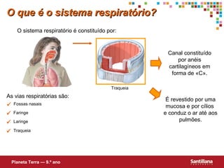  Fossas nasais  Faringe  Laringe As vias respiratórias são: É revestido por uma mucosa e por cílios  e conduz o ar até aos pulmões. O que é o sistema respiratório? O sistema respiratório é constituído por: Planeta Terra — 9.º ano  Traqueia Canal constituído por anéis cartilagíneos em forma de «C». Traqueia  
