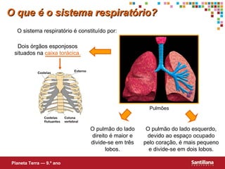 Dois órgãos esponjosos situados na  caixa torácica. O pulmão do lado direito é maior e divide-se em tr ês  lobos. O pulmão do lado esquerdo, devido ao espaço ocupado pelo coração, é mais pequeno e divide-se em dois lobos. O que é o sistema respiratório? Planeta Terra — 9.º ano O sistema respiratório é constituído por: Pulmões 
