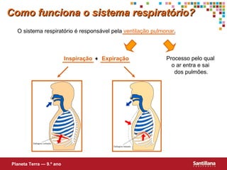 Como funciona o sistema respiratório? O sistema respiratório é responsável pela  ventilação pulmonar . Processo pelo qual  o ar entra e sai  dos pulmões. Inspiração Expiração + Planeta Terra — 9.º ano 