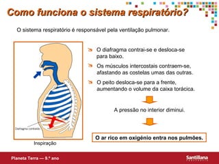 O sistema respiratório é responsável pela ventilação pulmonar. O ar rico em oxigénio entra nos pulmões. A pressão no interior diminui. Como funciona o sistema respiratório? Planeta Terra — 9.º ano Inspiração   O diafragma contrai-se e desloca-se  para baixo.  Os músculos intercostais contraem-se, afastando as costelas umas das outras.  O peito desloca-se para a frente,  aumentando o volume da caixa torácica. 